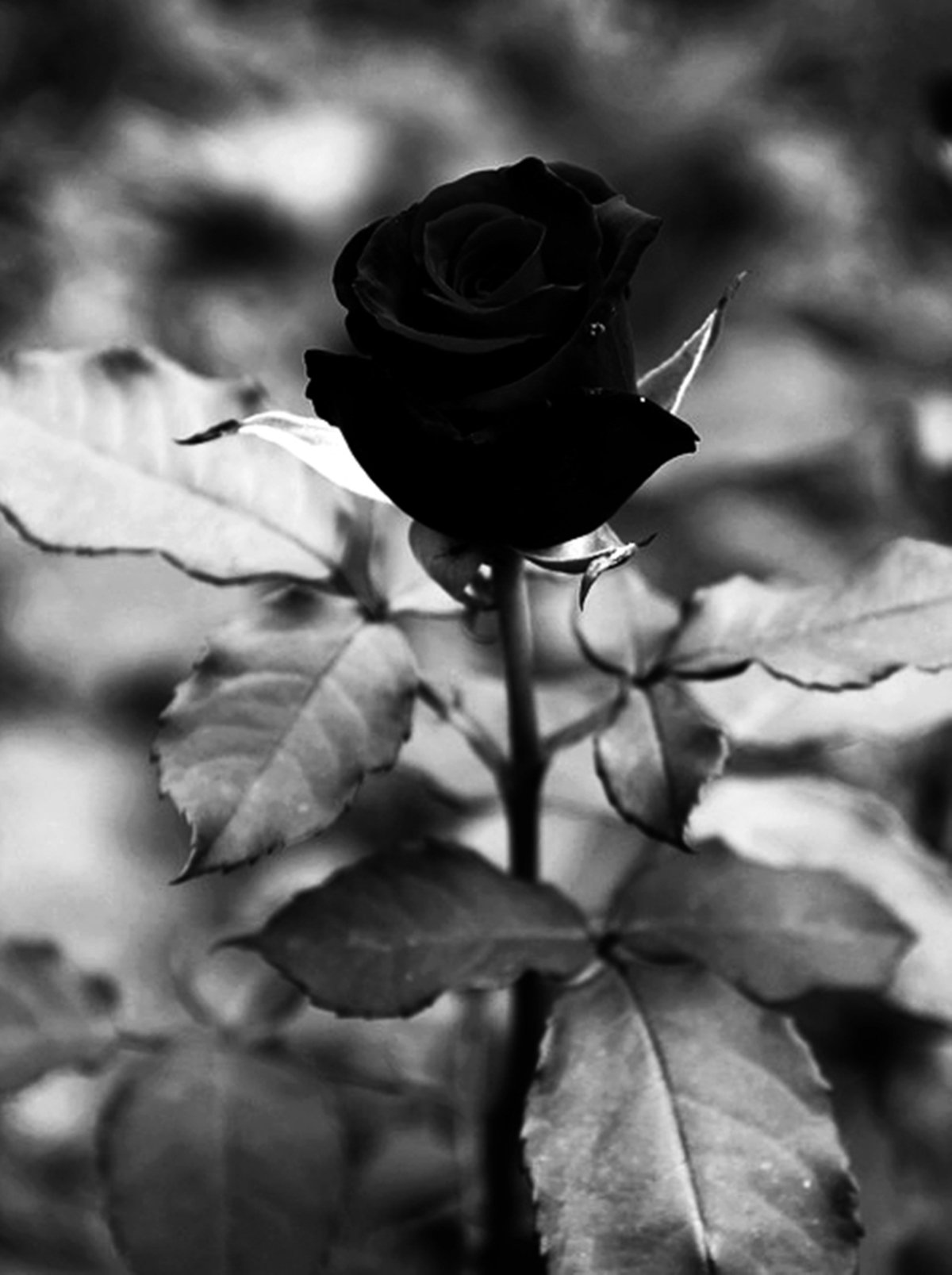 Черная роза