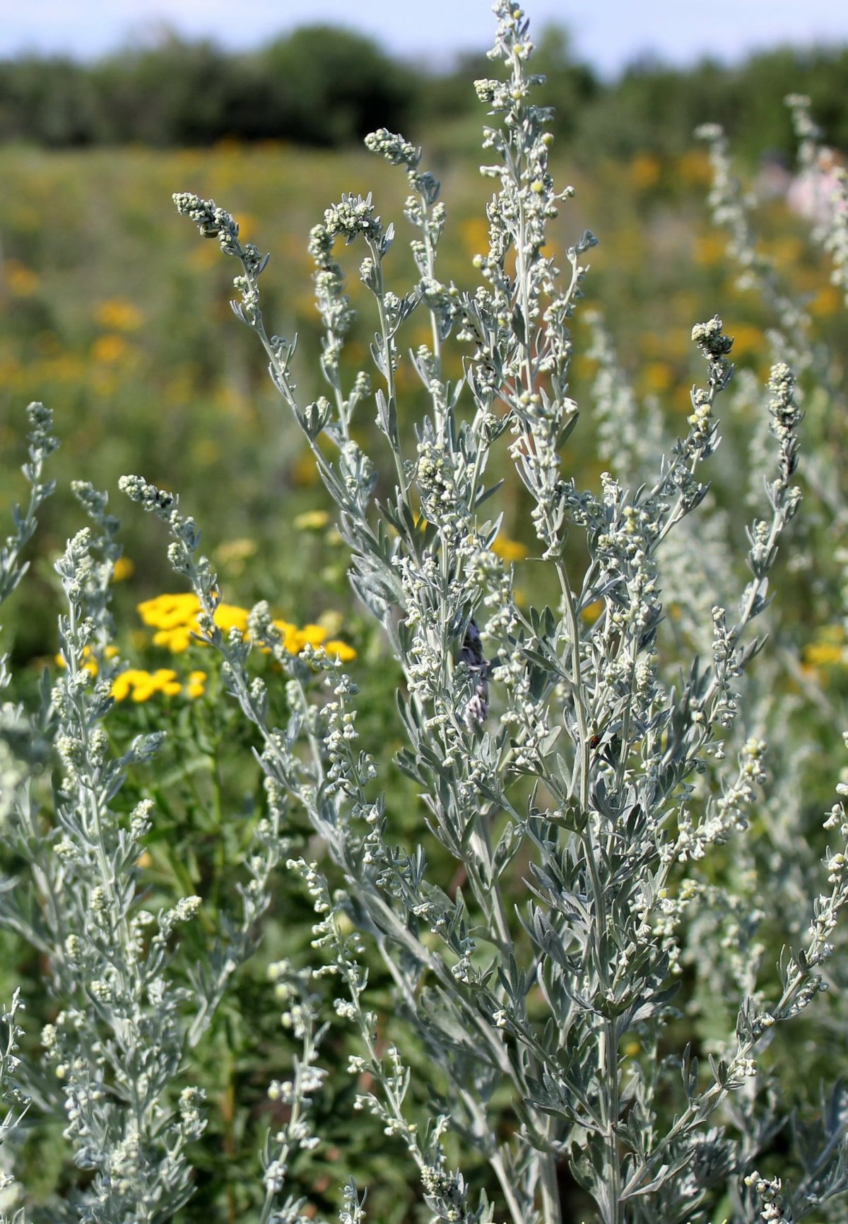 Полынь мелколистная