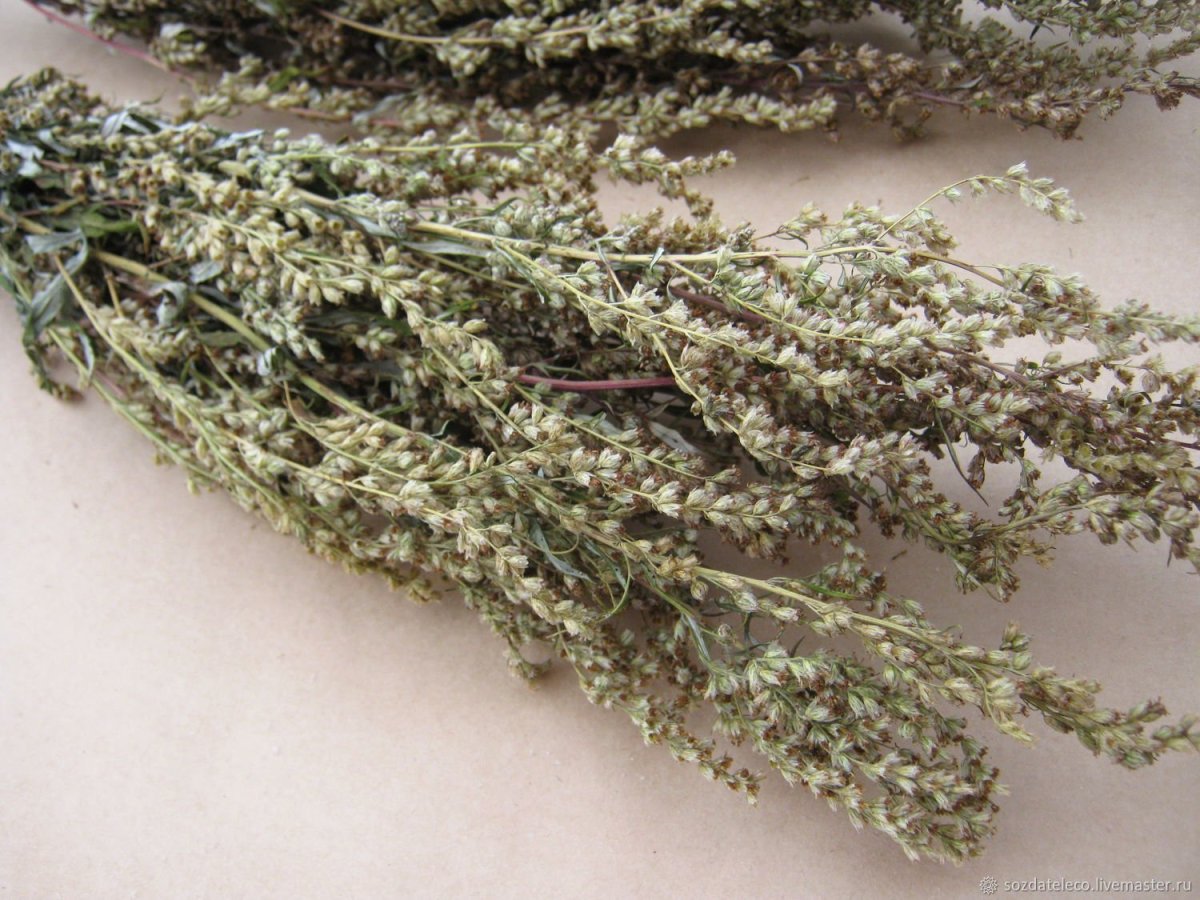 Полынь обыкновенная ЛРС