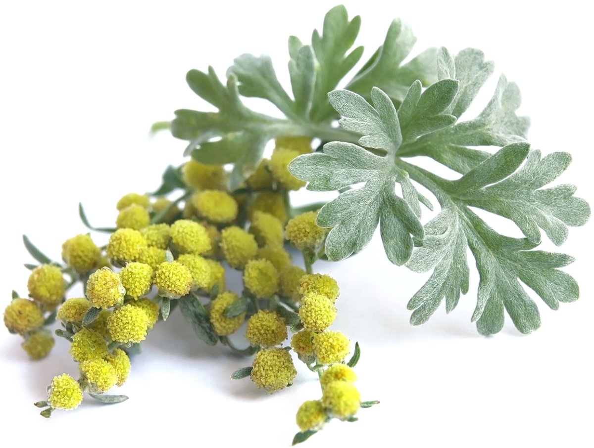 Полынь горькая соцветие