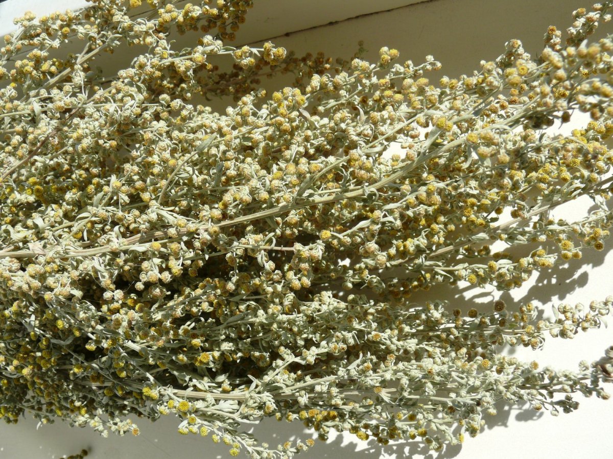 Полынь трава серебристая