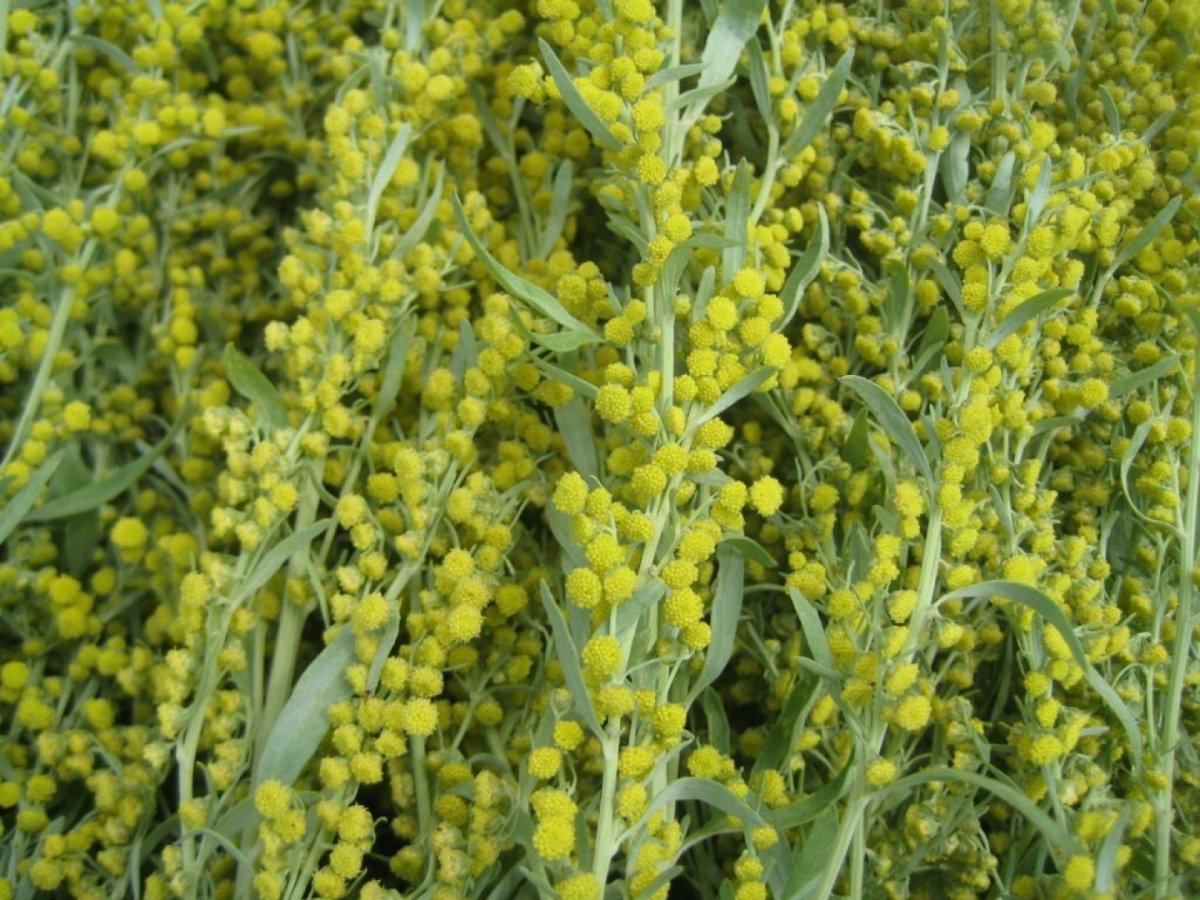 Полынь горькая чернобыльник