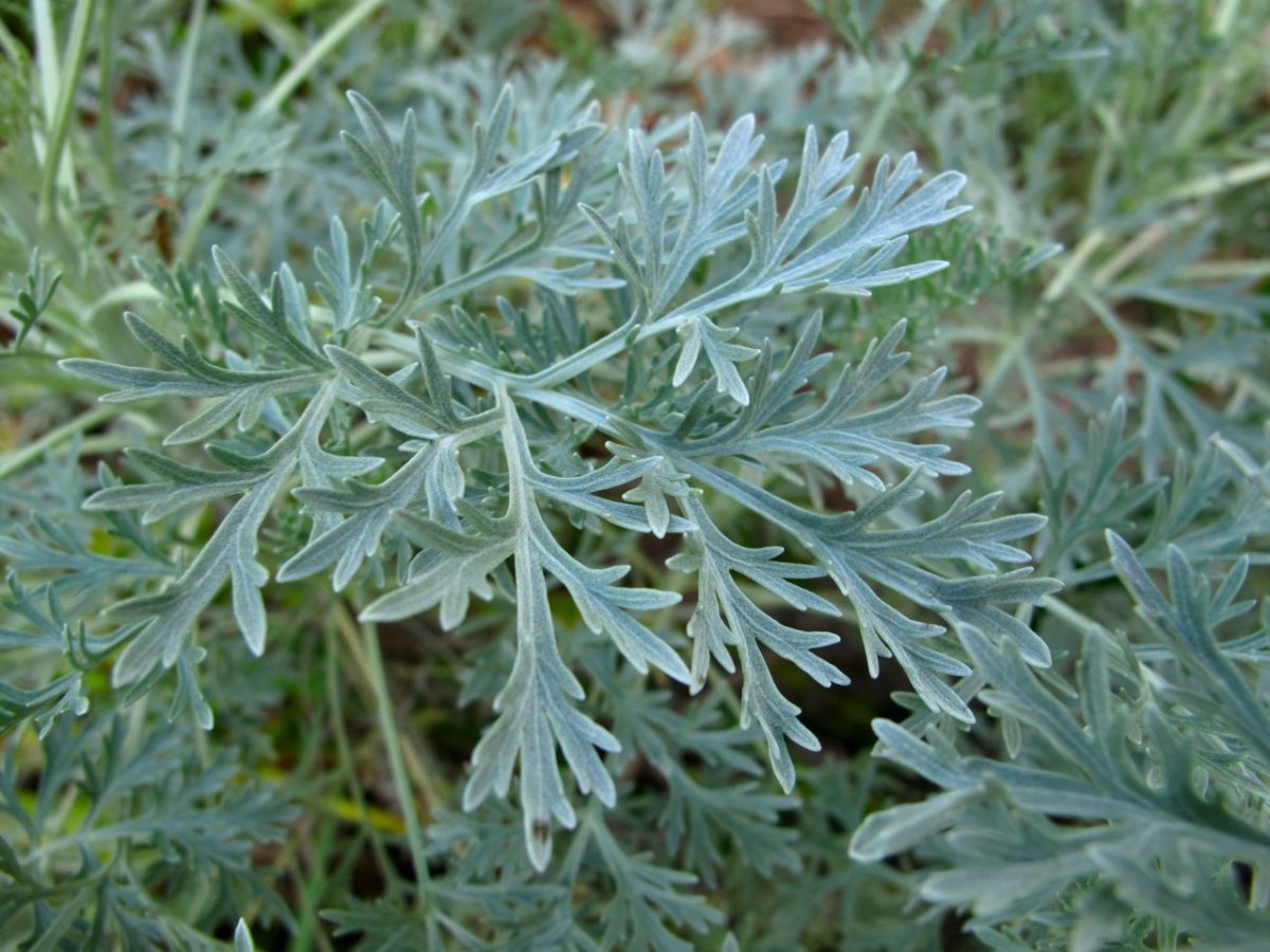 Полынь горькая (Artemisia absinthium)
