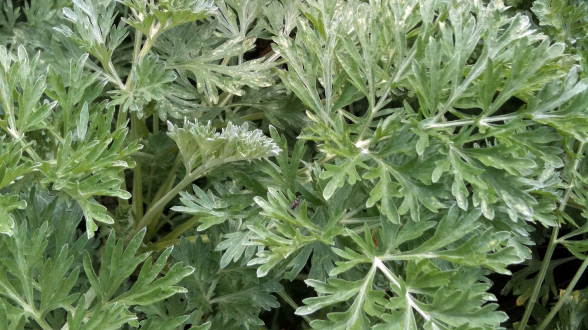 Иртыш трава для окуривания