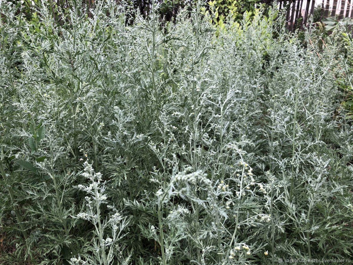 Полынь Крымская (Artemisia Taurica)