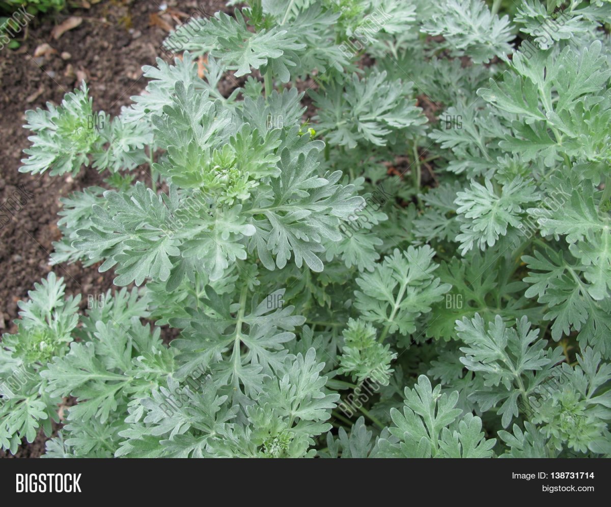 Полынь горькая