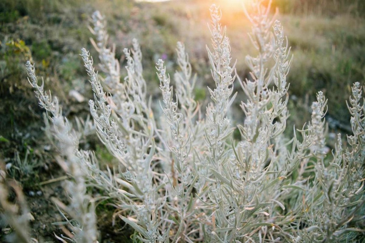 Artemisia californica Полынь