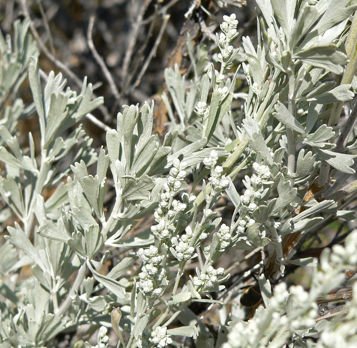 Полынь горькая (Artemisia absinthium)