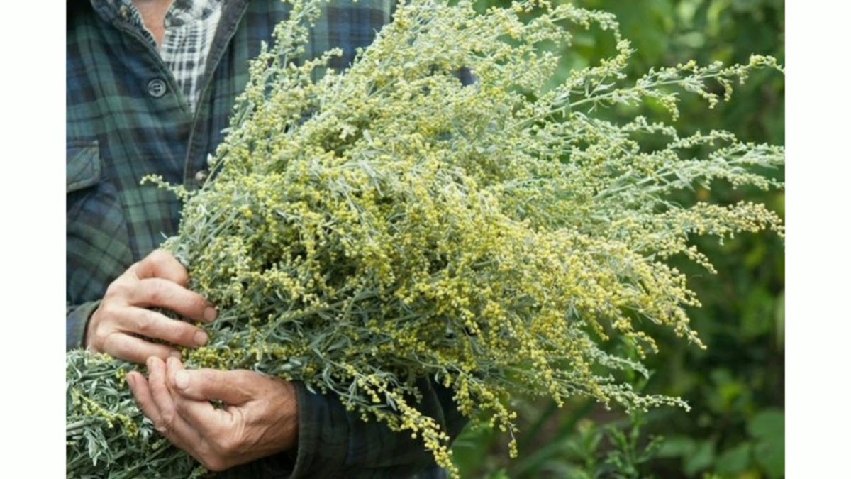 Трава полыни горькой