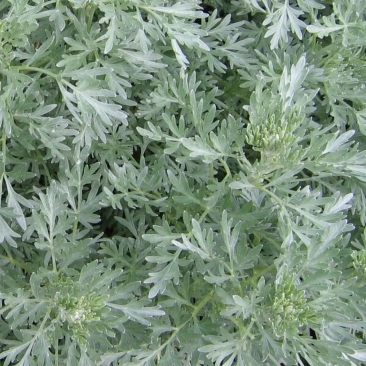 Полынь горькая чернобыльник