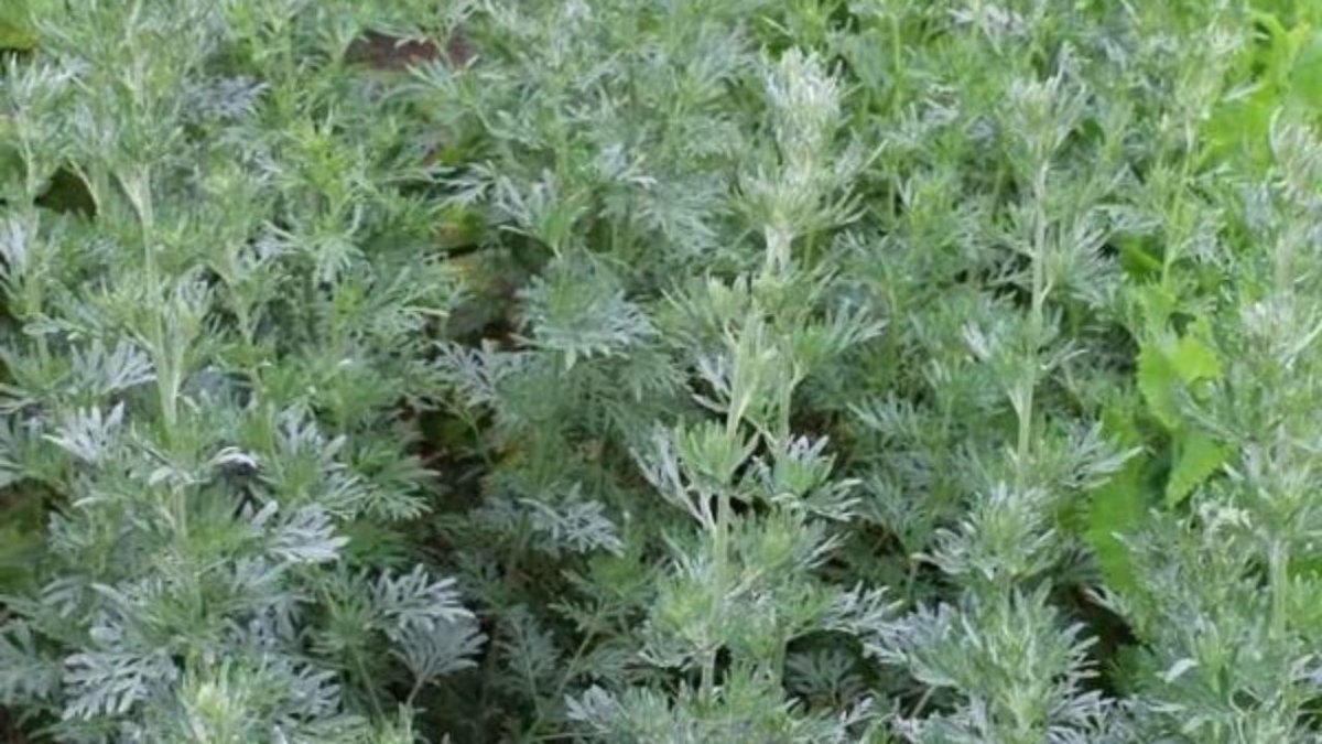 Трава полыни горькой