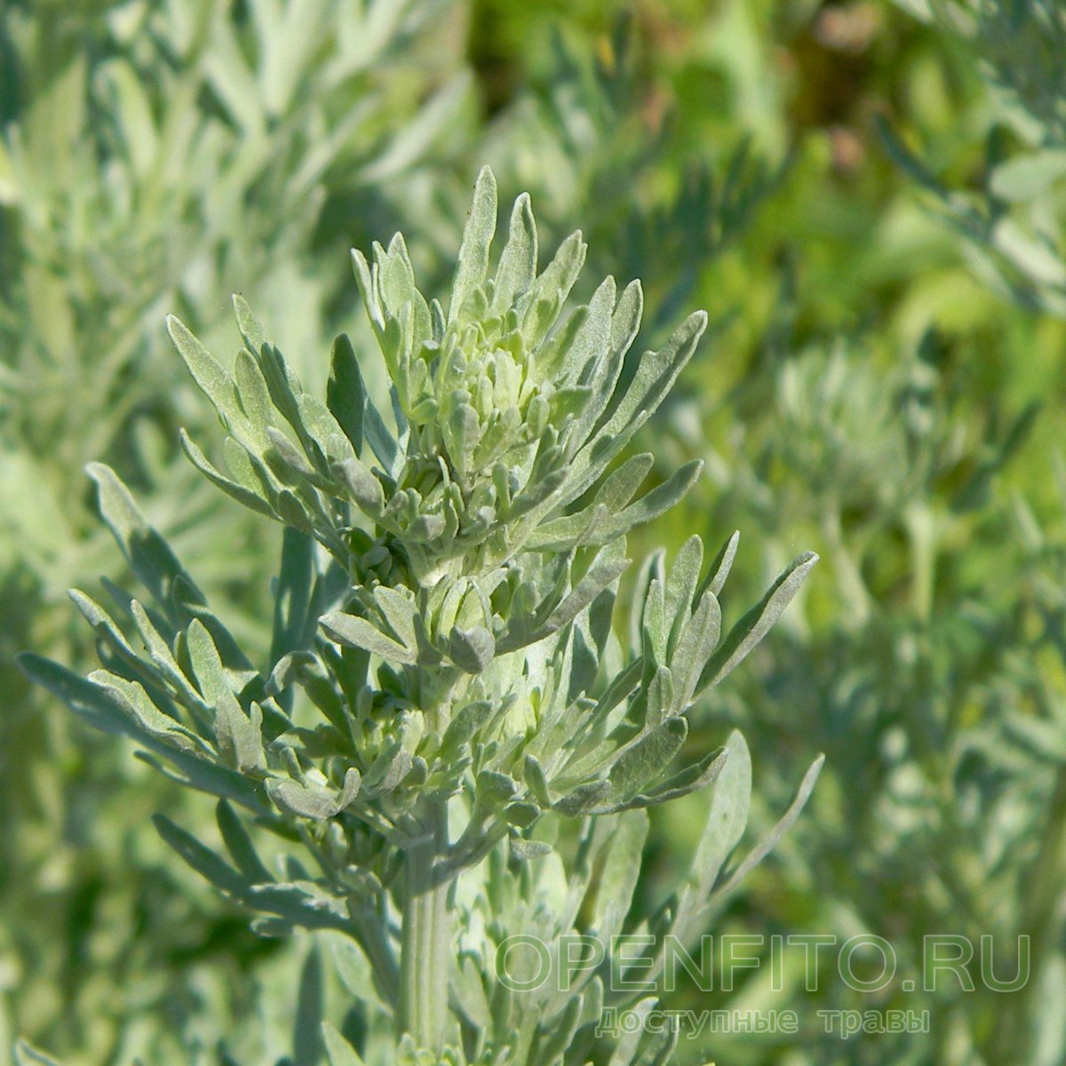 Полынь Artemisia