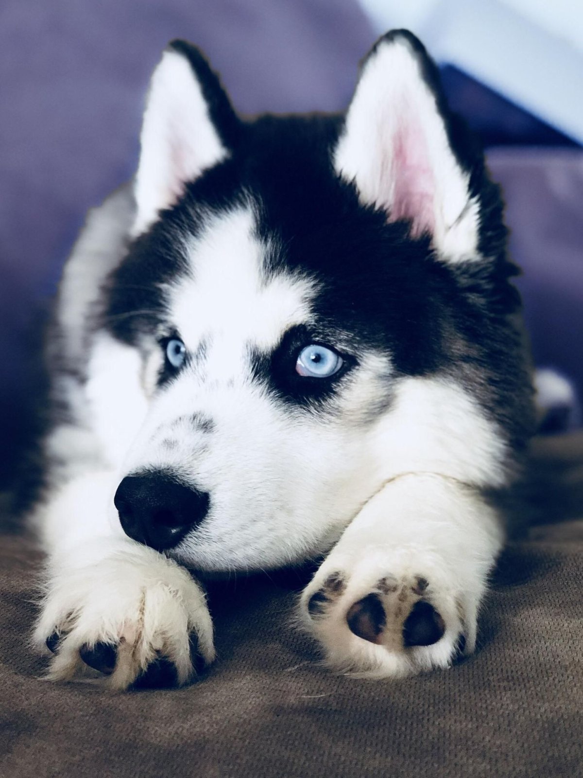 Канадская хаски