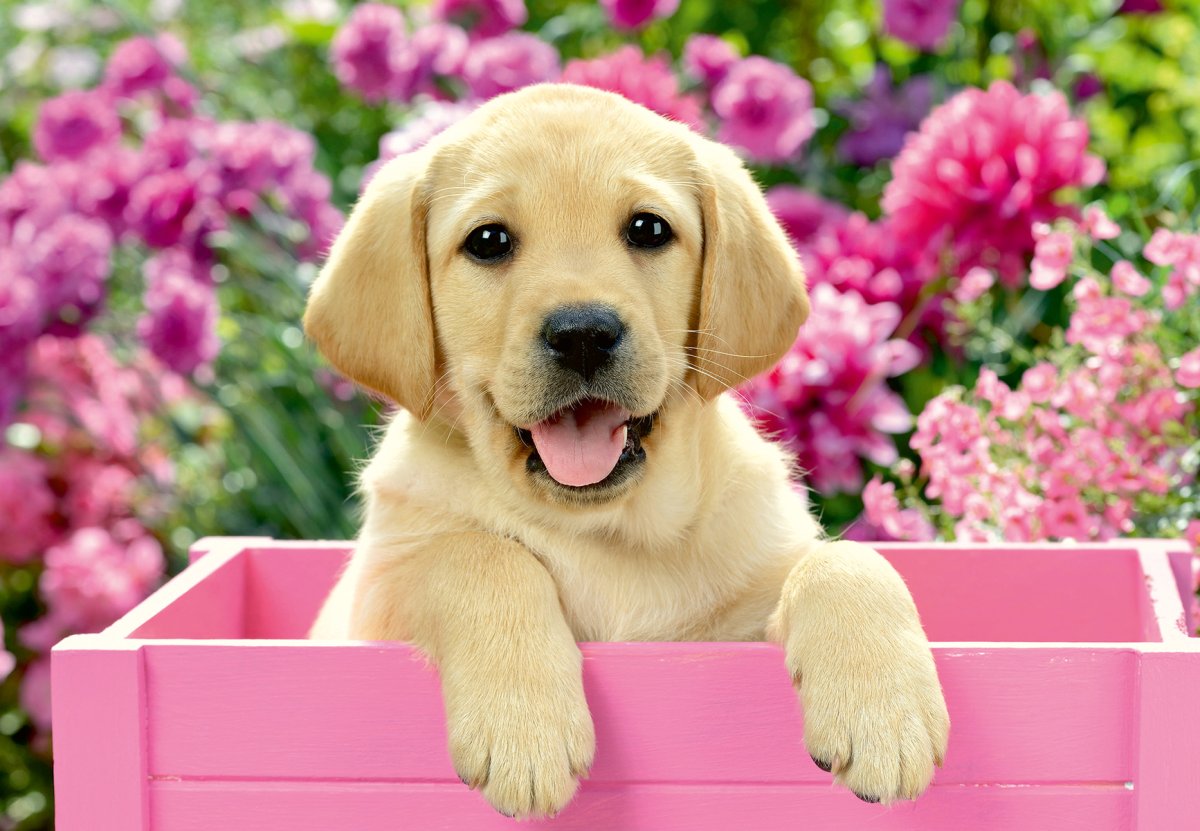 Собака лабрадор щенок