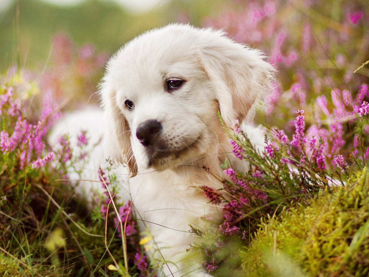 Красивые собаки