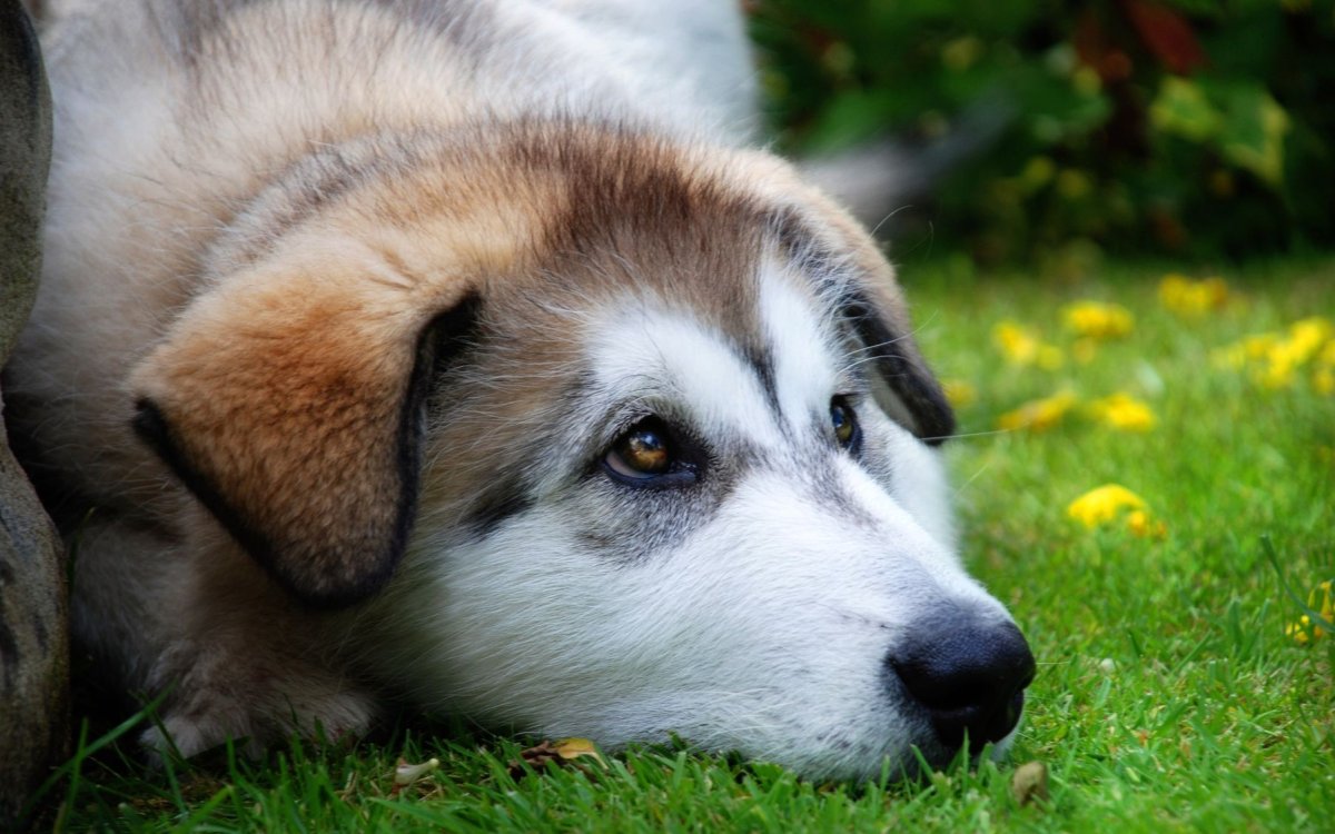 Красивые собаки