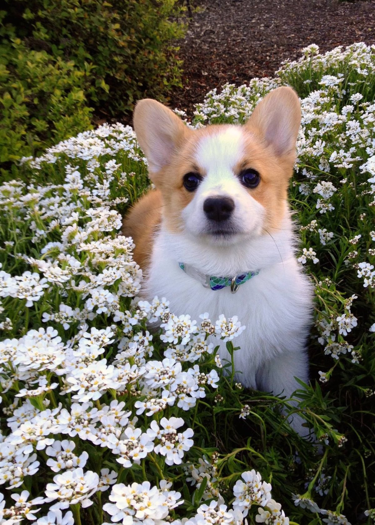 Вельш корги мини