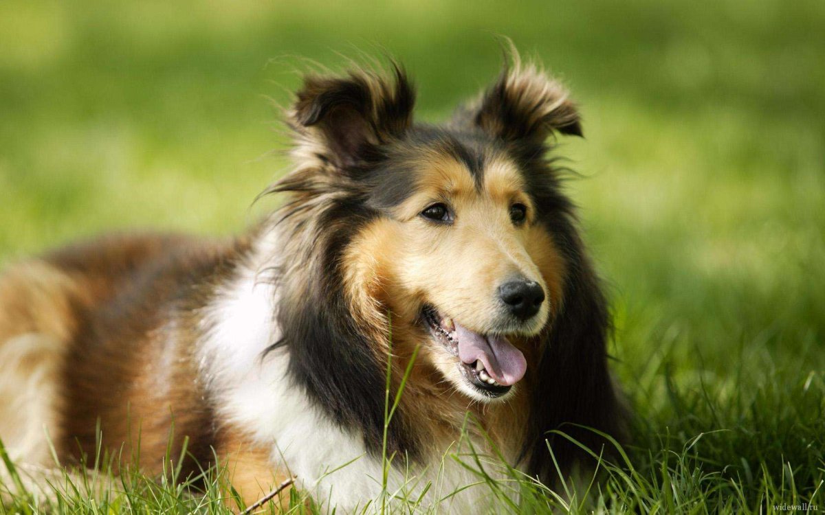 Колли шелти бобтейл