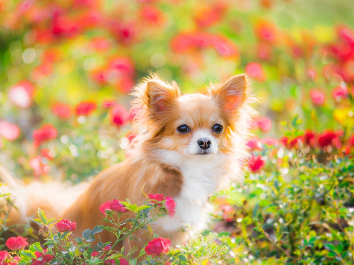 Красивые собаки