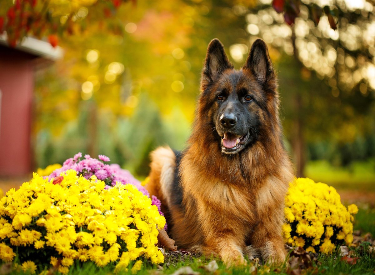 Немецкая овчарка длинношерстная