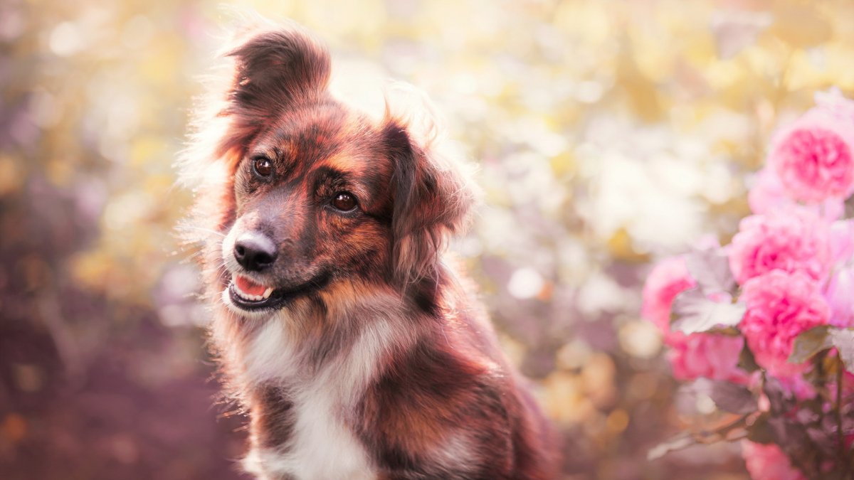 Картинки на рабочий стол красивые собаки