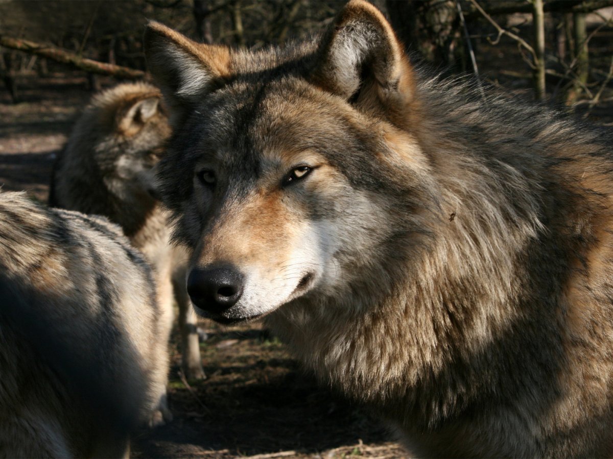 Красивый волк