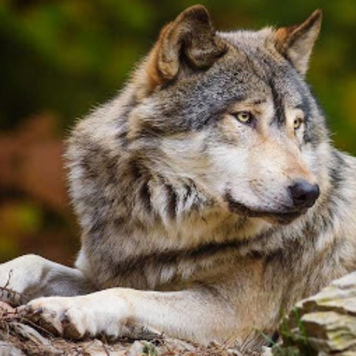 Красивый волк