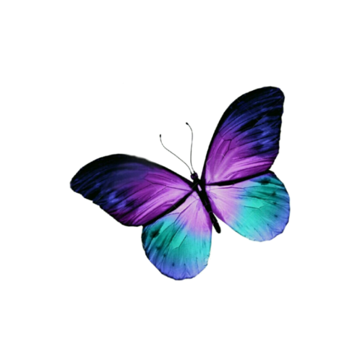 Бабочка фиолетовая