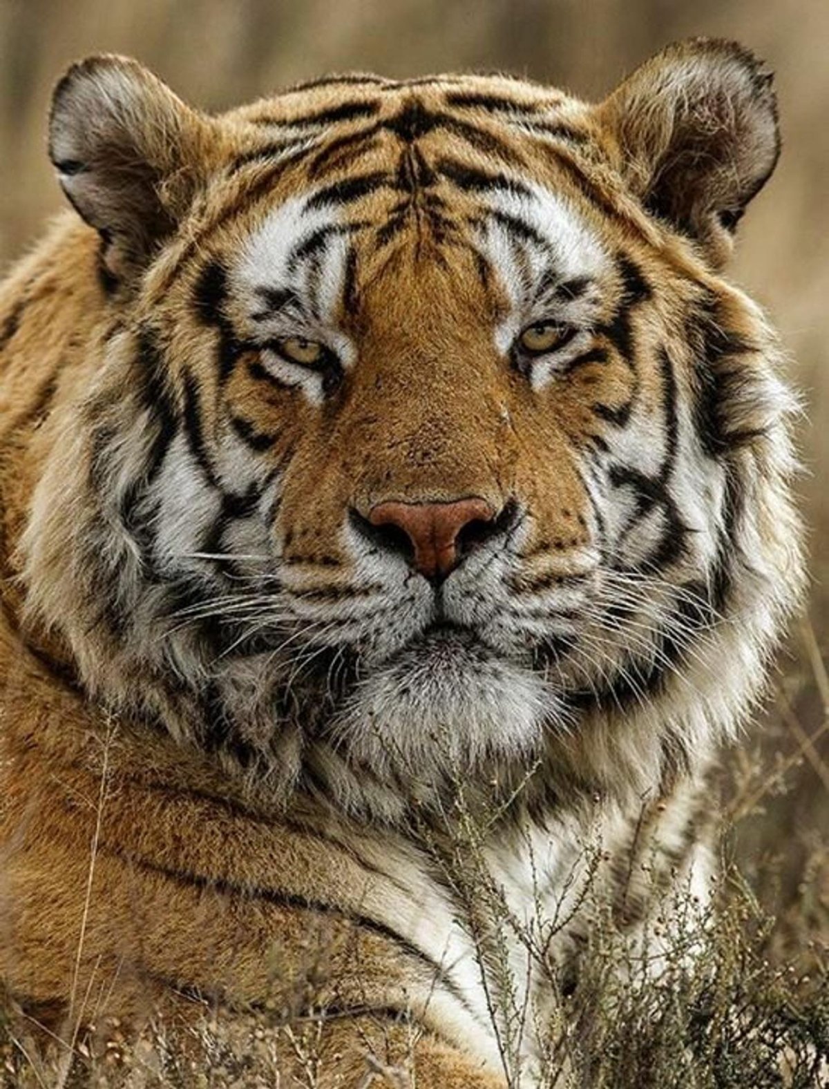 Крутой тигр в очках