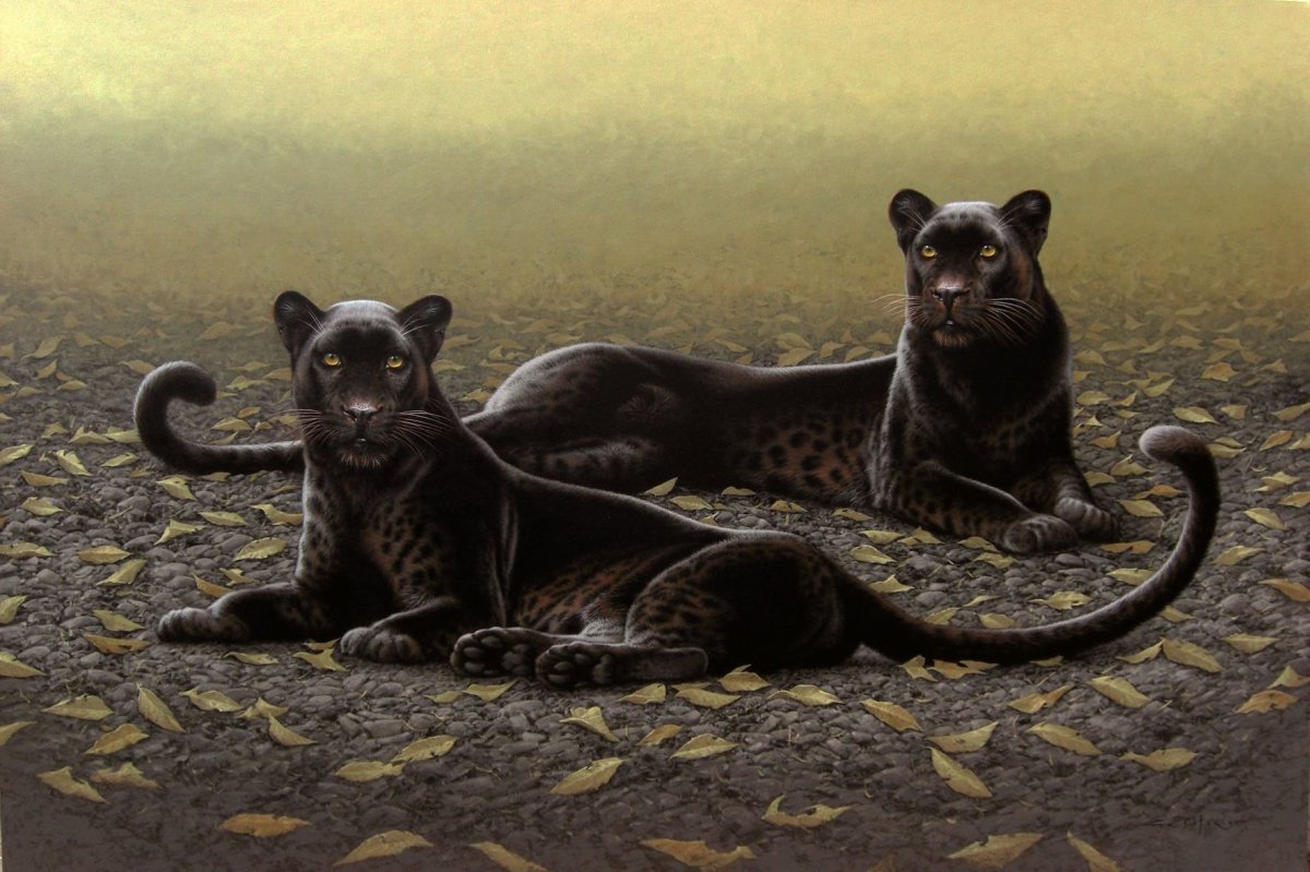 Пума Ягуар пантера