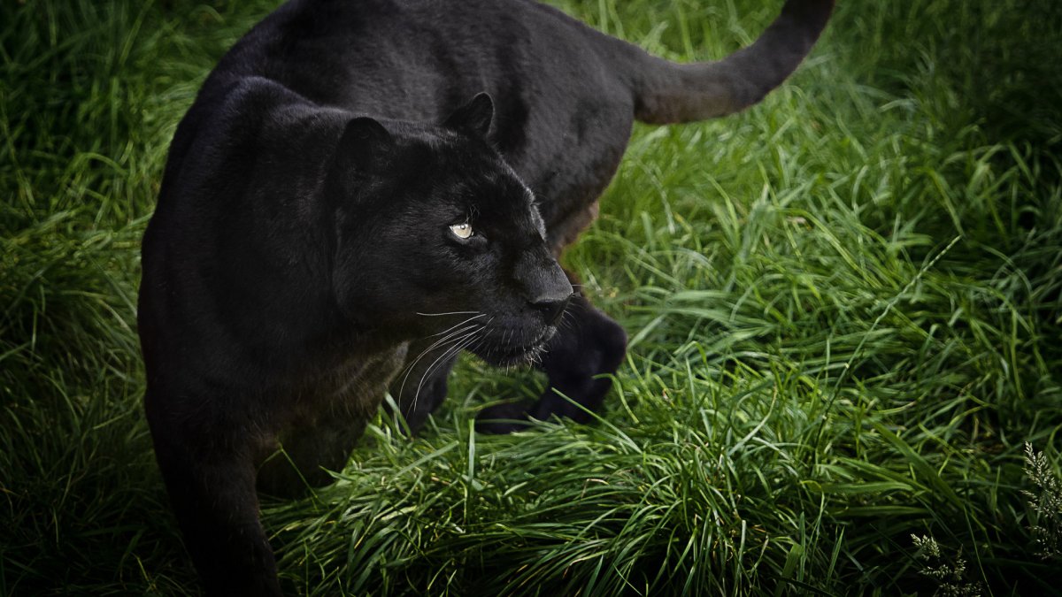 Пантера, оскал пантеры