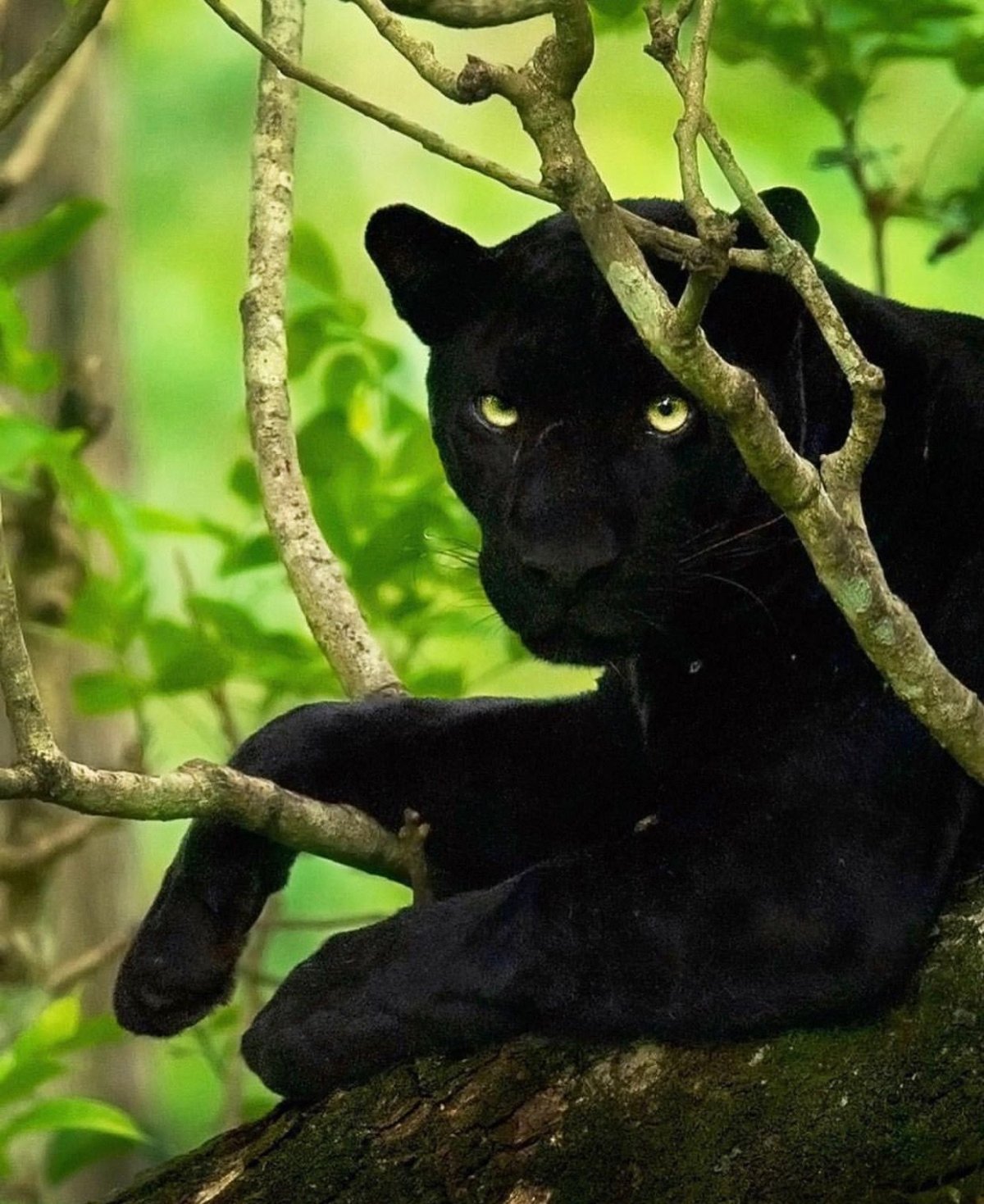 Багира Дикая кошка