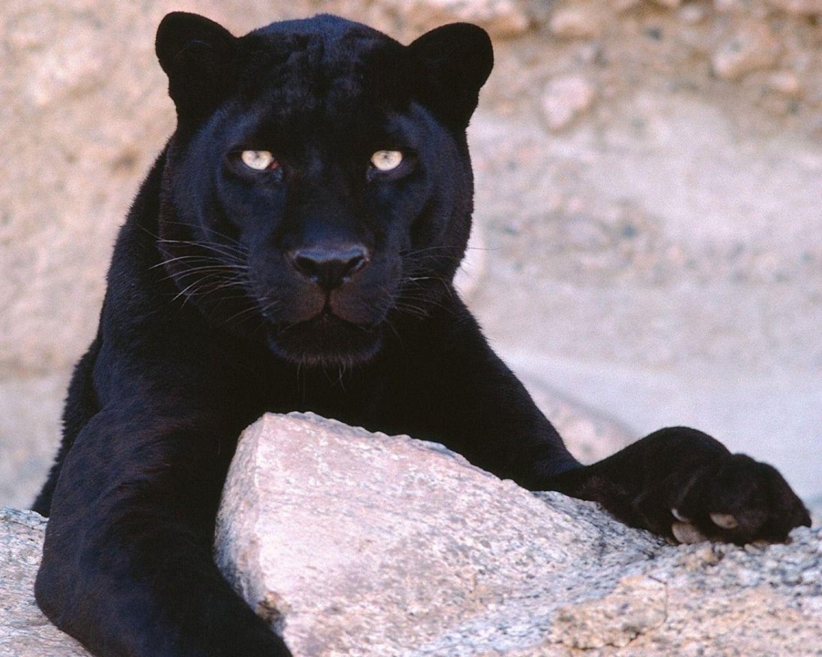 Пантера на дереве