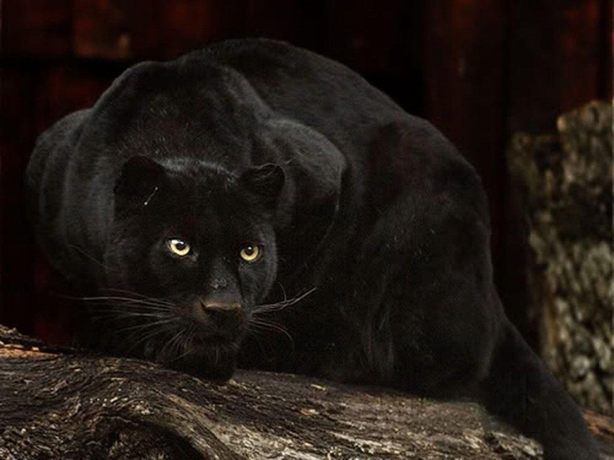 Багира из книги джунглей 2016