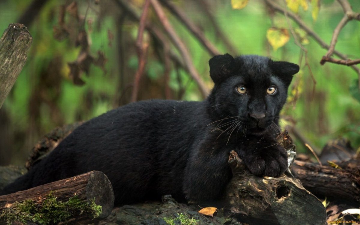 Пантера Багира