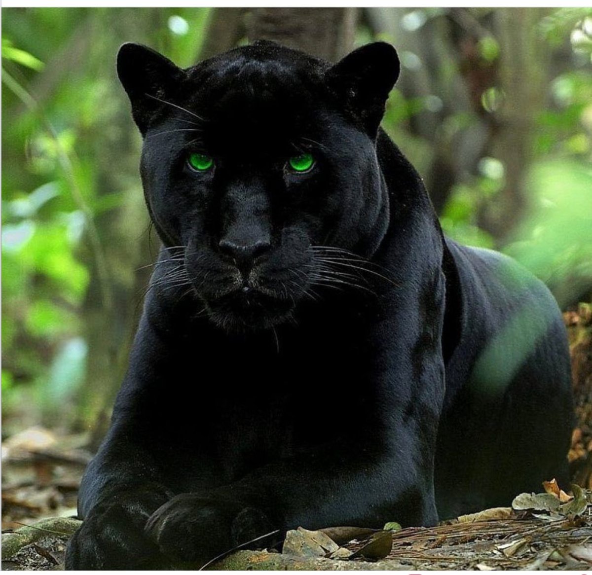 Мультфильм Маугли Киплинга