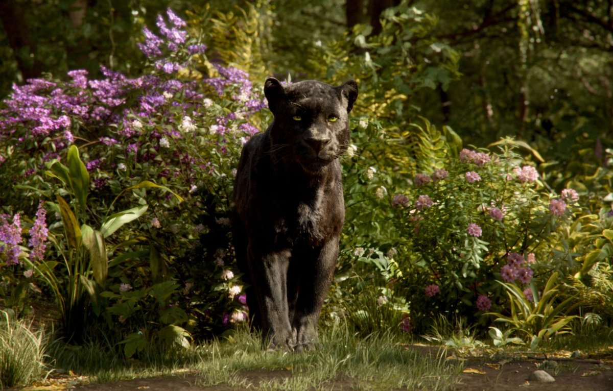 Книга джунглей фильм Багира