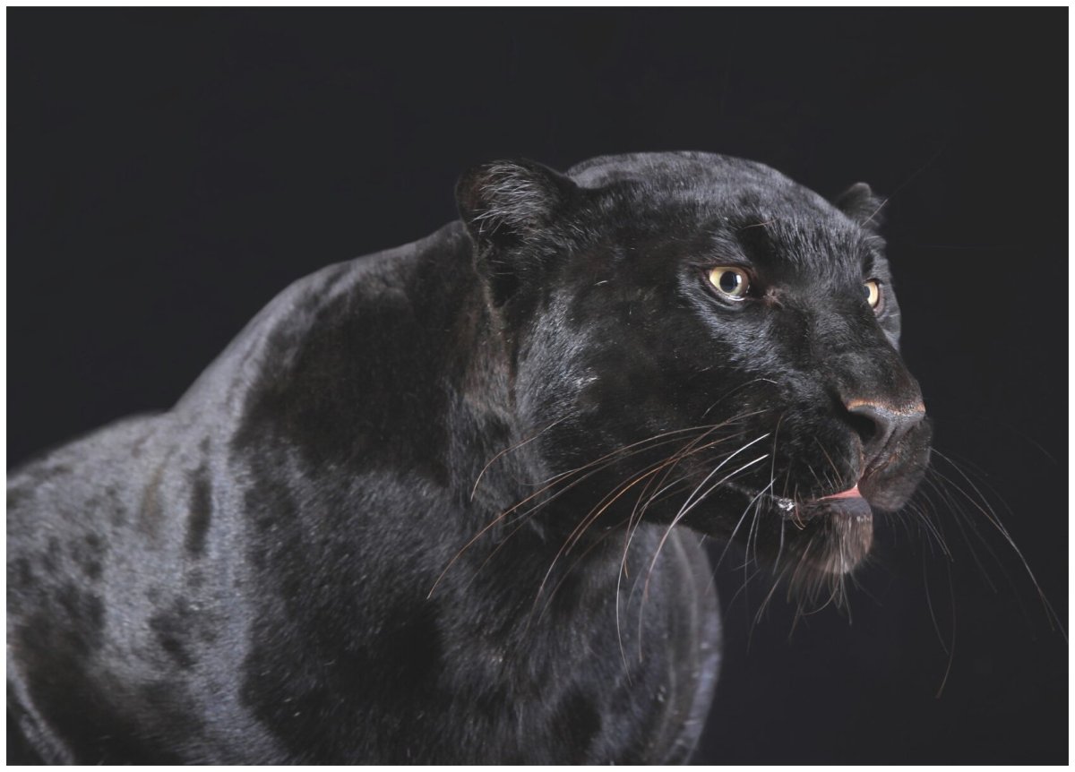 Пантера готовится к прыжку фото