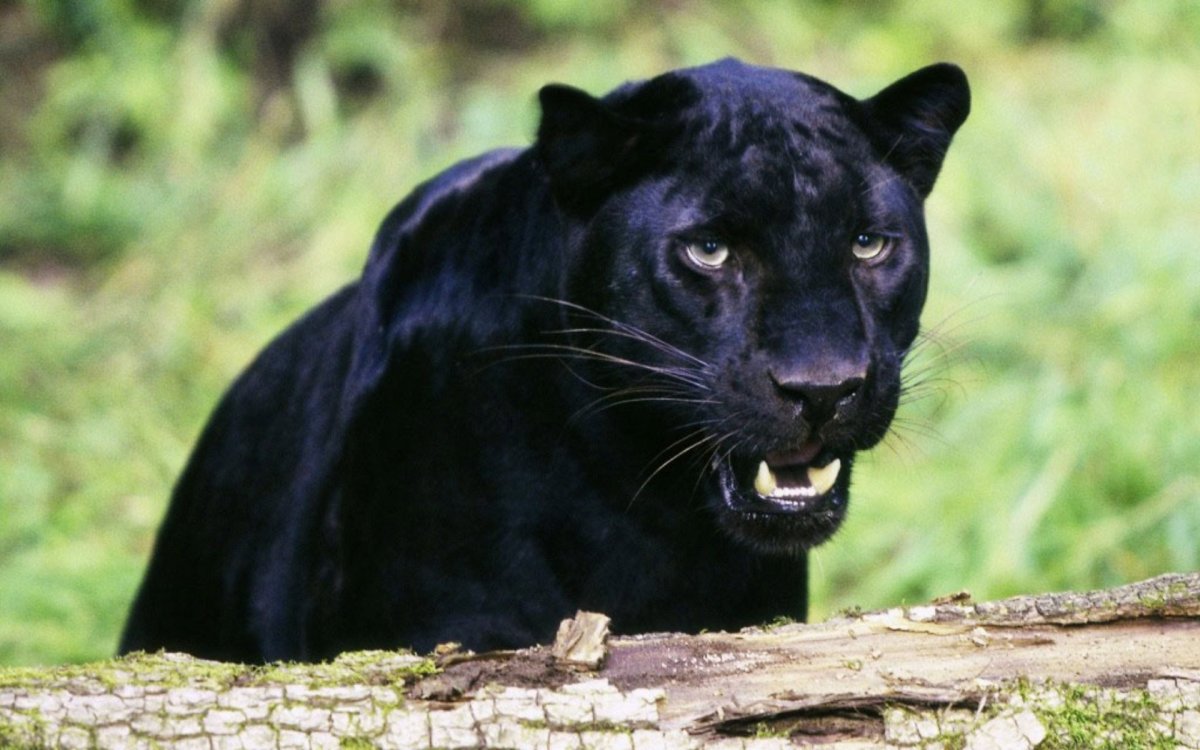 Черная пантера Багира из Маугли