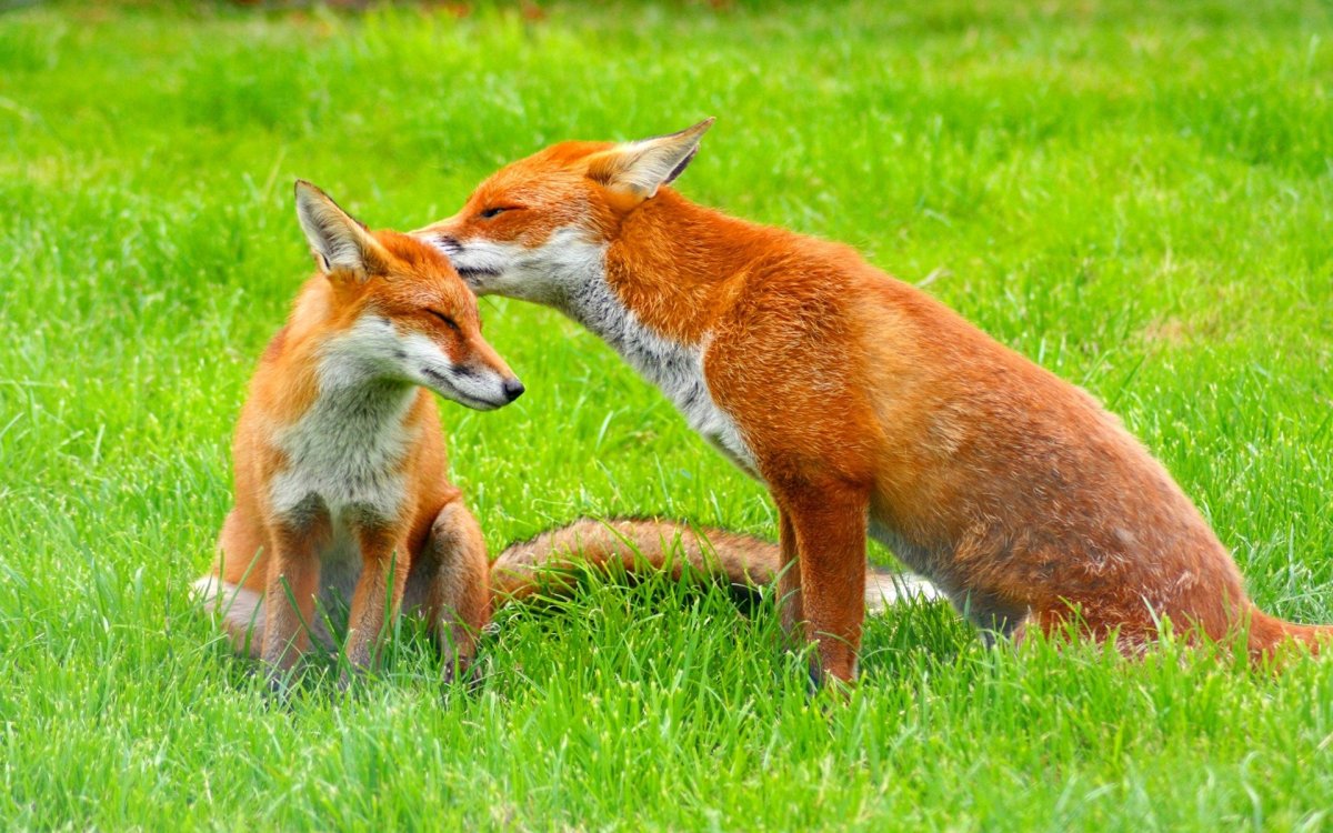 Лисица (Vulpes Vulpes)