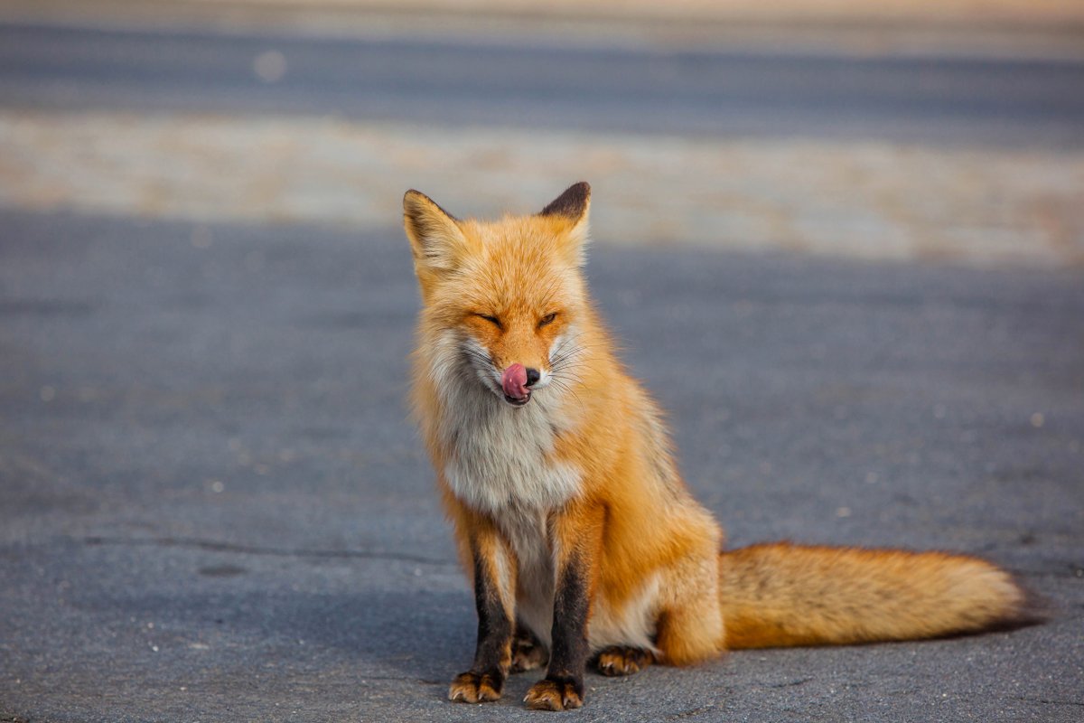 Обыкновенная лисица