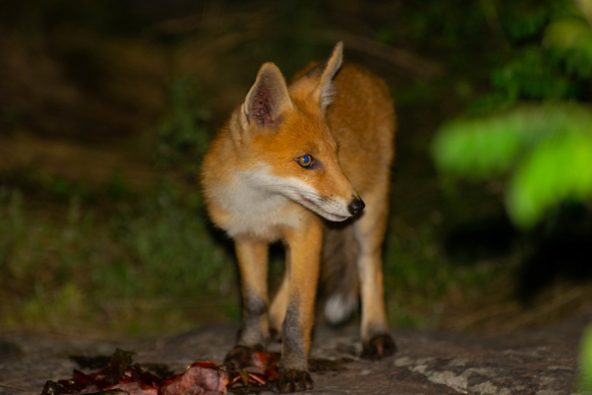 Лиса Лесная