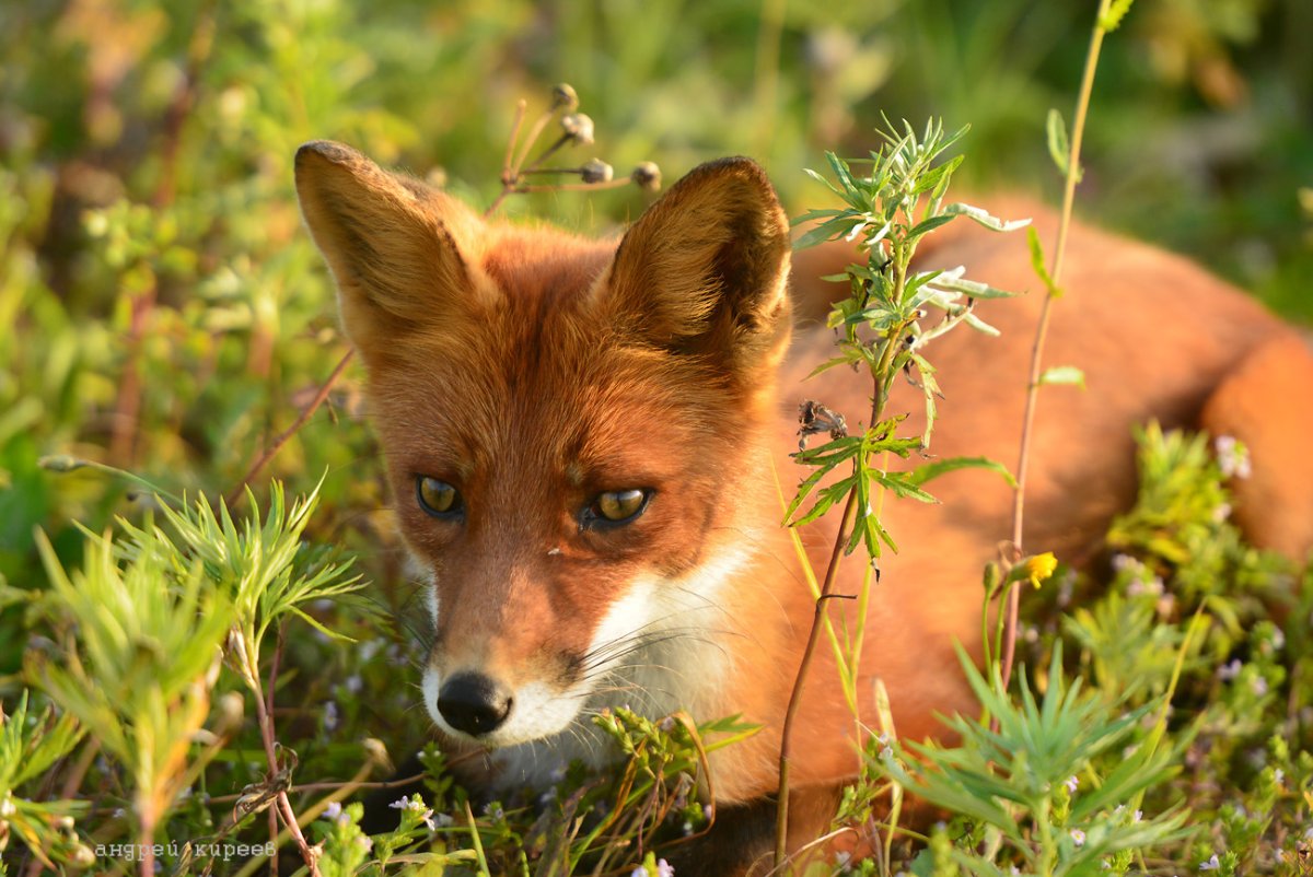 Анадырская обыкновенная лисица