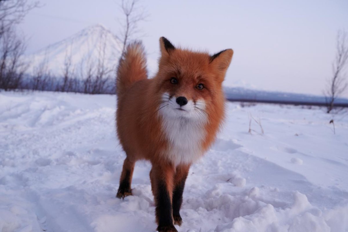 Таганай национальный парк животные