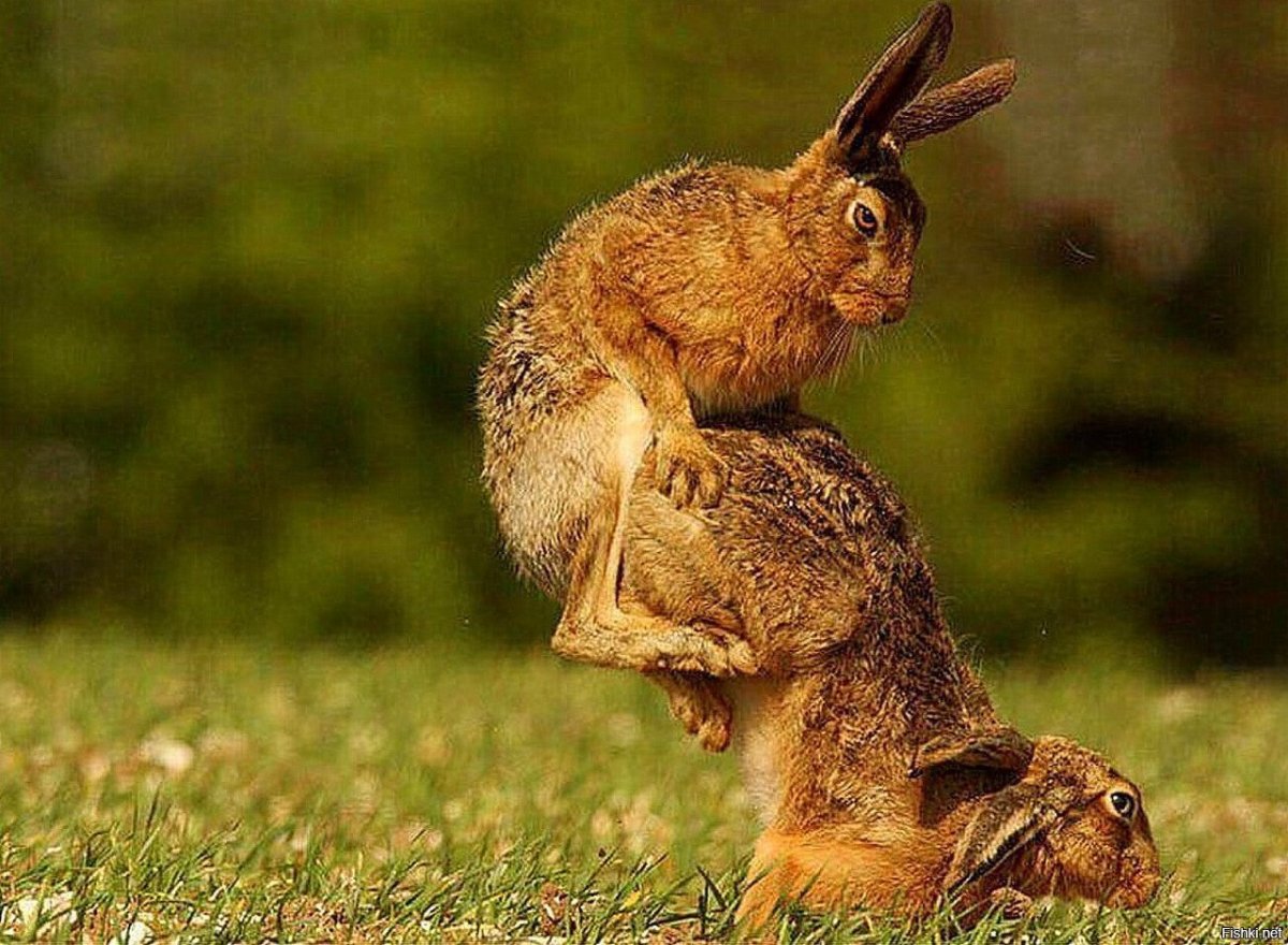 Милые кролики