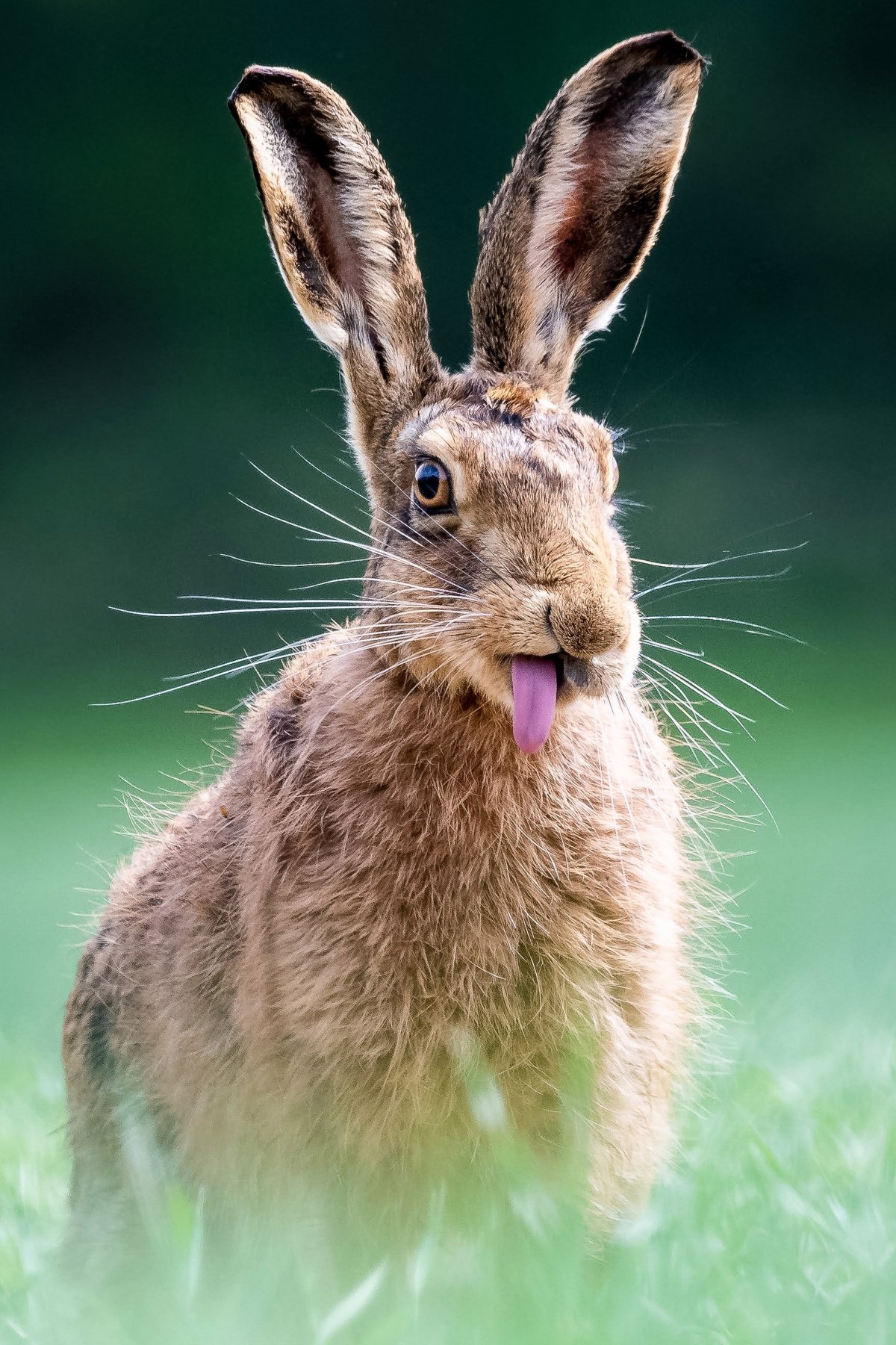 Прикольный заяц