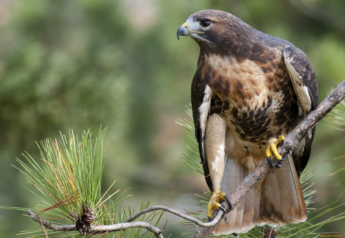 Птицы орёл Коршун Беркут Сокол