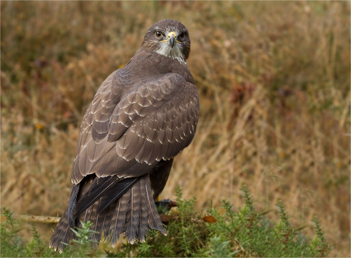 Молуккская пустельга