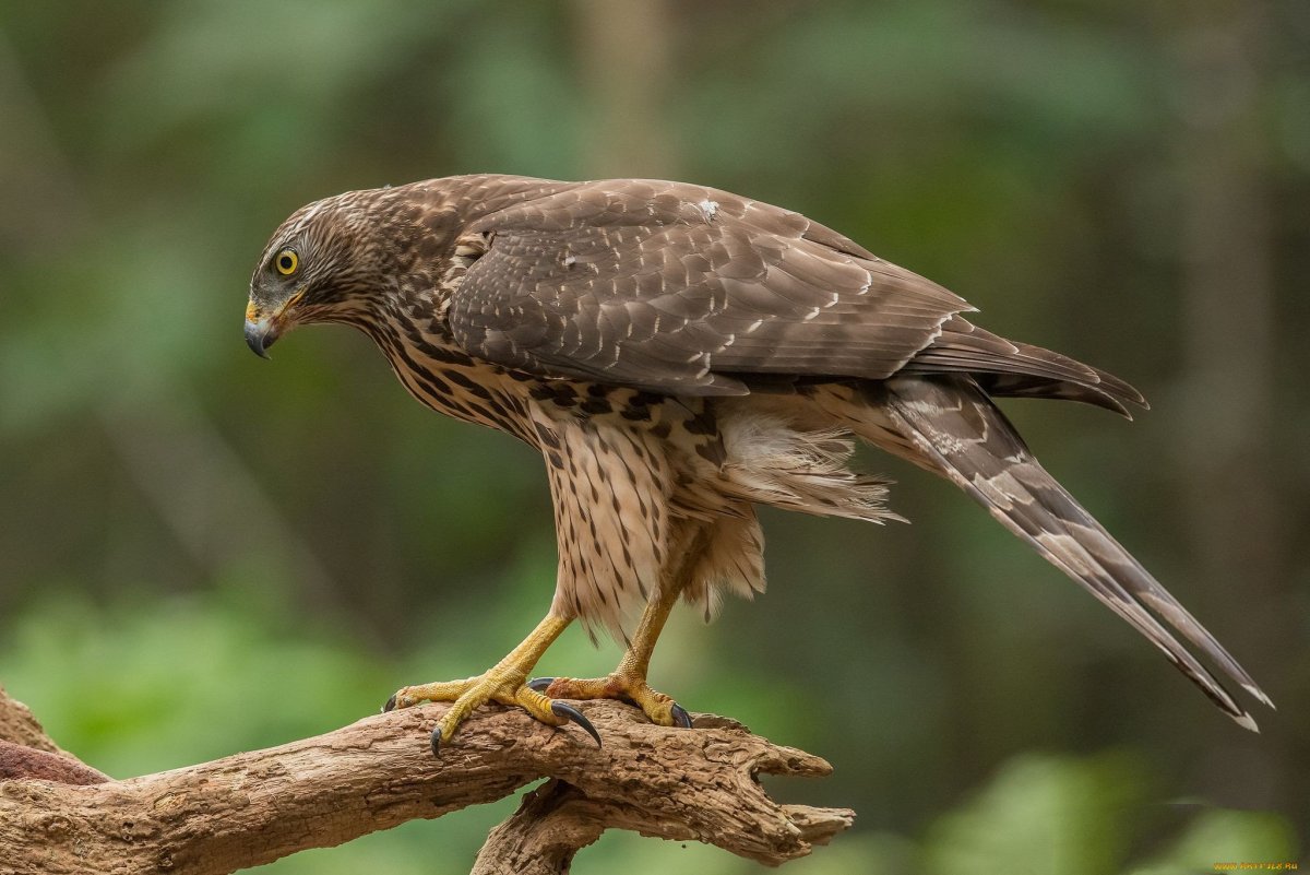 Канюк Зимняк