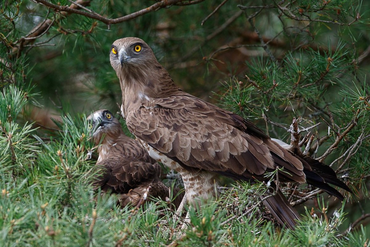 Бурый Змееяд